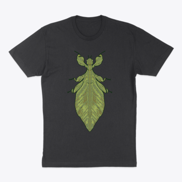 Monteith’s Leaf Bug 2